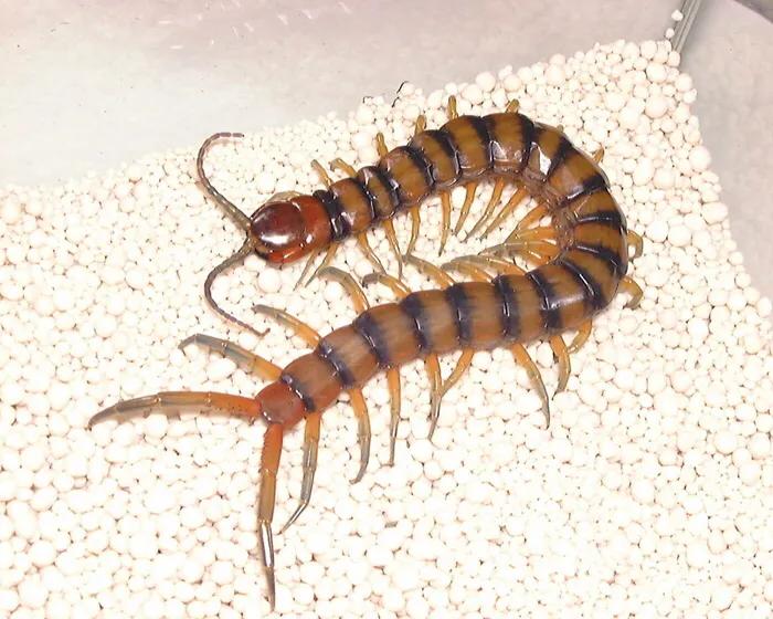 特种养殖有哪些品种赚钱快,最有前景十大特种养殖骗局