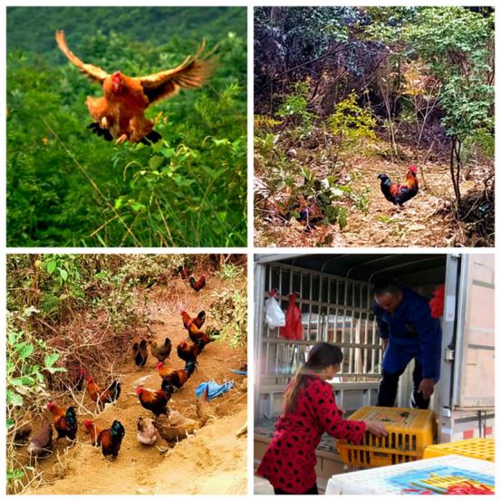 龙胜凤鸡竟“飞”入海鲜市场,“高规格”背后大有文章