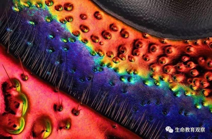 看完后，整个人都有点不对劲了（传播生物知识）