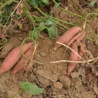 农村大棚种植和人工养殖项目,农村比较赚钱的种植养殖项目