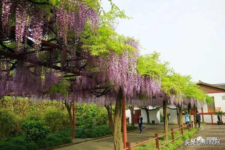 最美紫藤花动态,紫藤几年修剪一次怎么修剪的