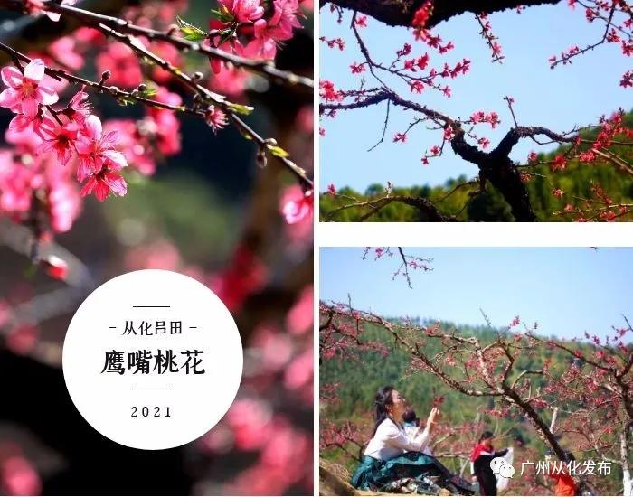 从化吕田美食攻略,从化吕田特色美食有哪些