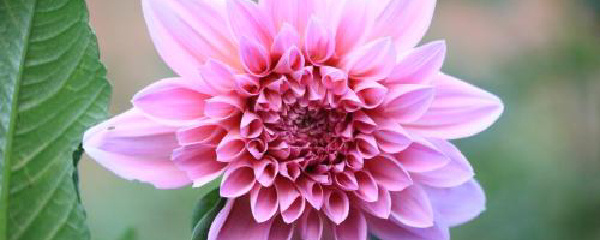 大丽花怎么修剪,大丽花打顶正确方法