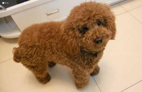 喜欢泰迪的你，在为爱犬挑选狗粮时，要掌握这些要点