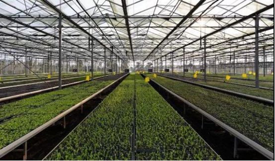 成都多利农庄,成都多利农庄采摘体验园怎么样