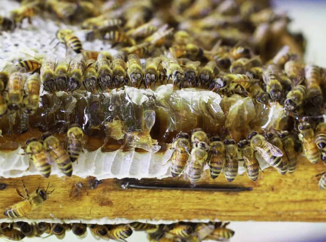 养蜂100窝一年利润,放蜂人一年收入