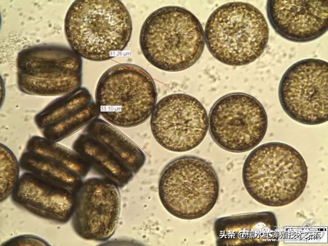 100种水产藻类,水产藻类图谱及名称