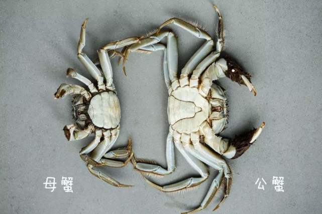 买螃蟹是早上买还是下午买便宜,买螃蟹时买到最好的螃蟹