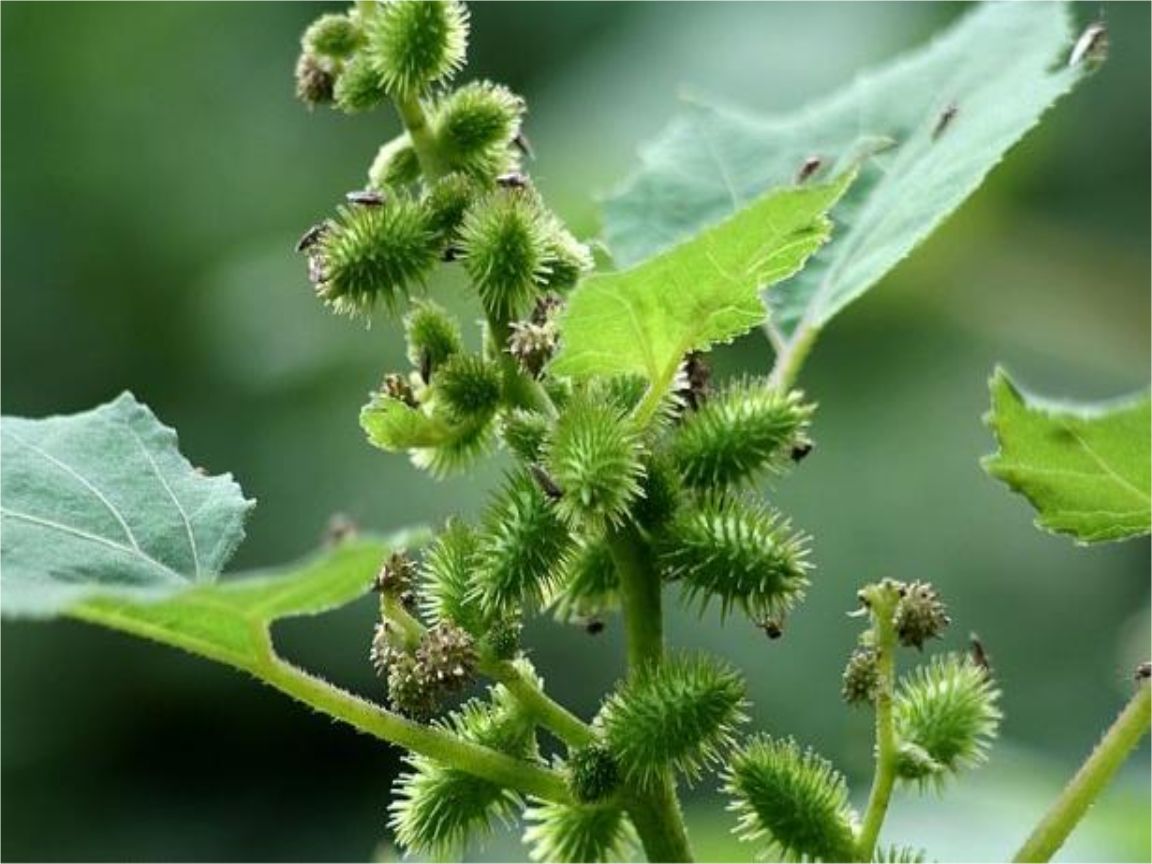 3种植物很“黏人”，一旦被粘住，半天弄不完