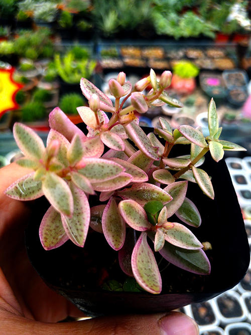 100种常见多肉植物图鉴收藏,1000种多肉植物图鉴及名字