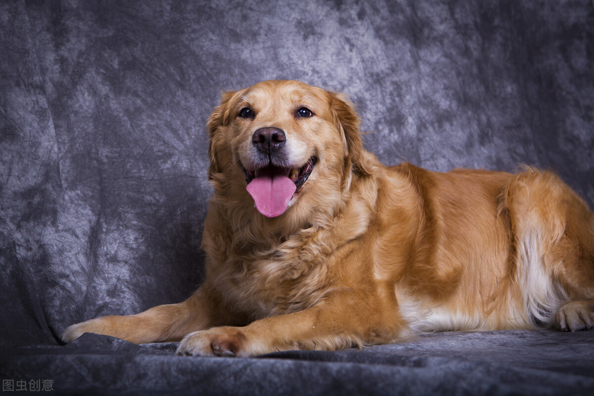 金毛拉粑粑有血什么原因,幼犬金毛拉血尿是怎么回事