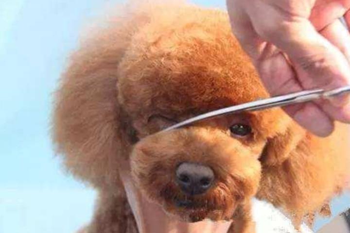 泰迪狗狗眼睛分泌物多怎么回事,泰迪狗狗眼睛里有好多白色糊状物