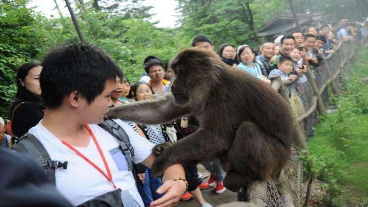 对付峨眉山猴,去峨眉山拿什么对付猴子