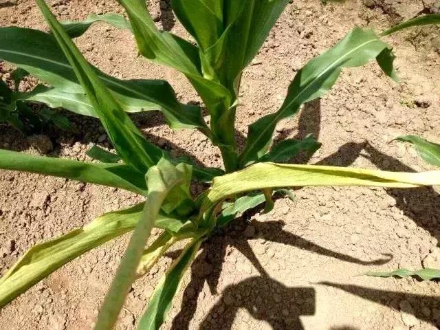 玉米苗卷叶是什么病如何治,玉米最近发生的大事