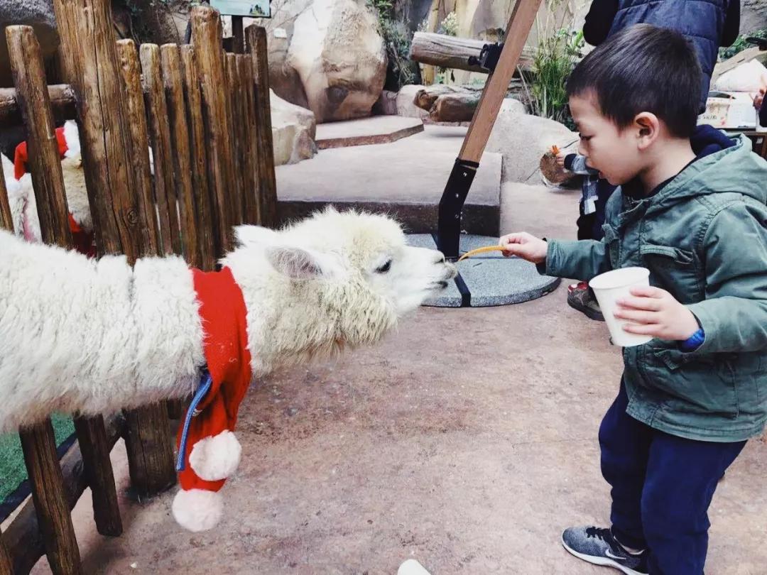 浪漫树屋、奇妙酒店、恒温水乐园...去江浙沪Top酒店跨个30℃的年