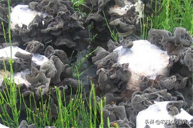 木耳种植技术和栽培方法,木耳种植技术全过程