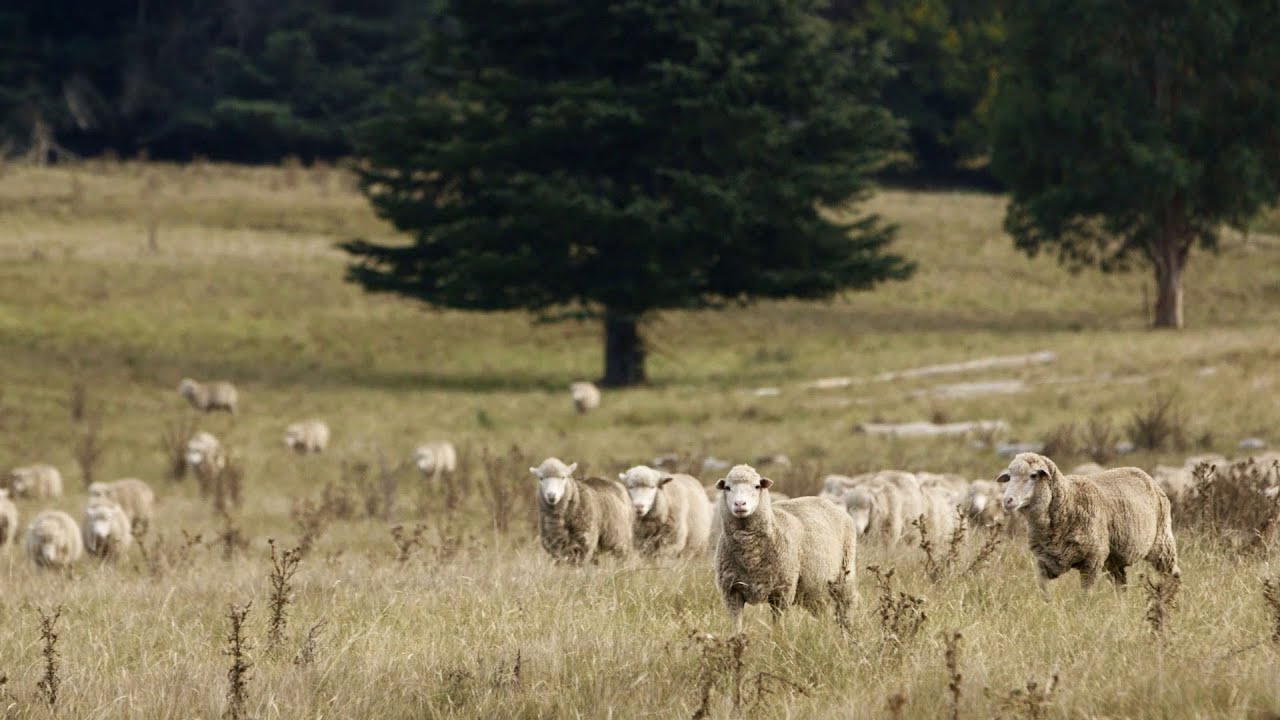 它们是澳洲顶级掠食者，专家建议把它们做成罐头，全部出口到中国