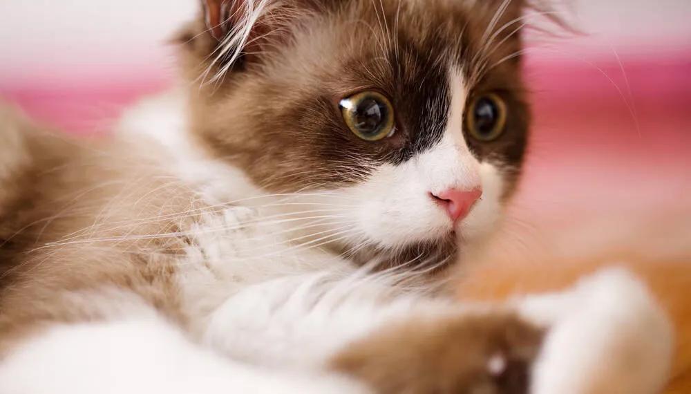 朝花夕拾中狗猫鼠的温馨回忆,狗猫鼠朝花夕拾