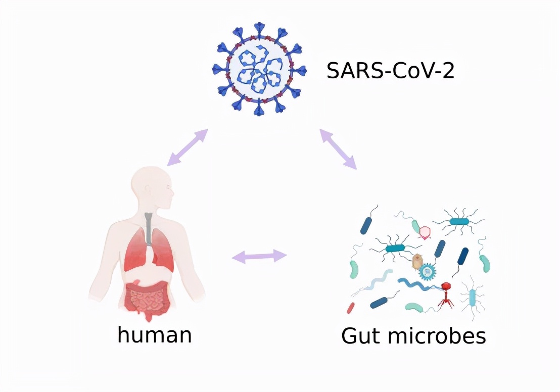 新冠肺炎和肠道菌群的关系,新冠肺炎患者肠道菌群