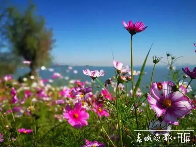 滇池边绝美花海,滇池南岸花海