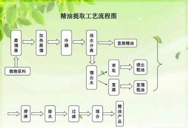 乐畅桉树精油在水产中的作用,水产桉树精油