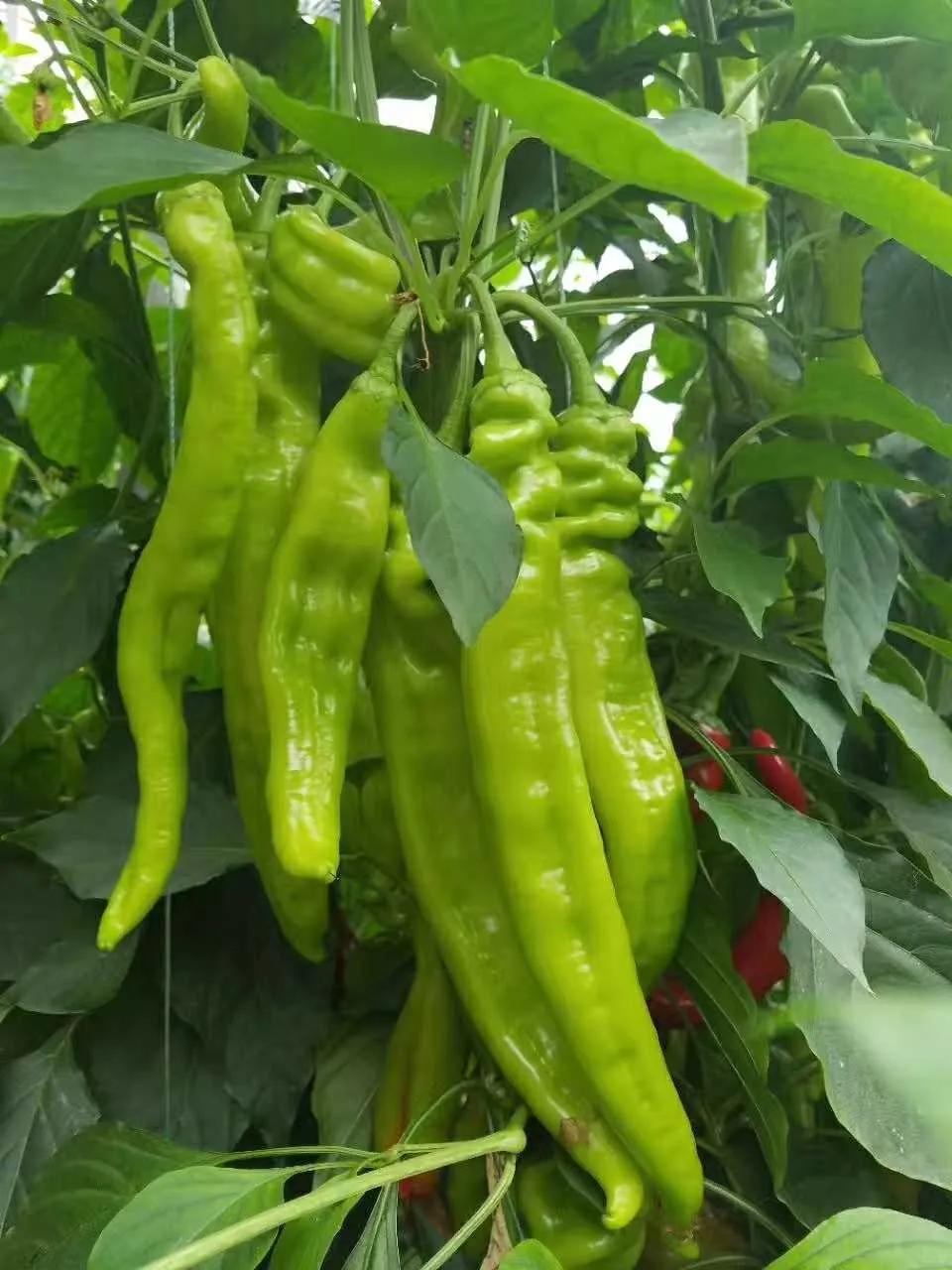 送蔬菜上门免费,免费送菜上门的视频