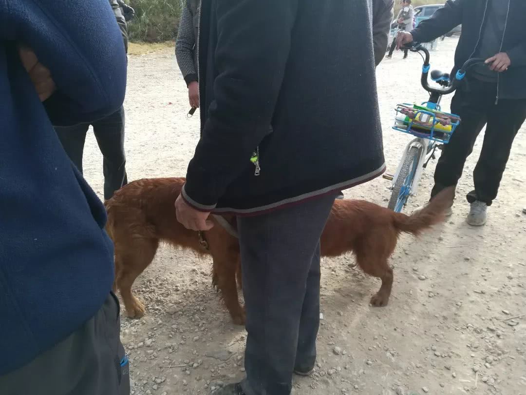 狗贩子卖500的金毛,买狗市场金毛