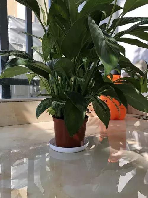 白掌与马蹄莲的区别是什么呢,白掌和马蹄莲是一种花吗图片