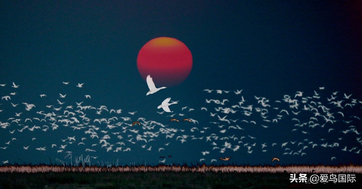 观鸟作品,观鸟优秀作品