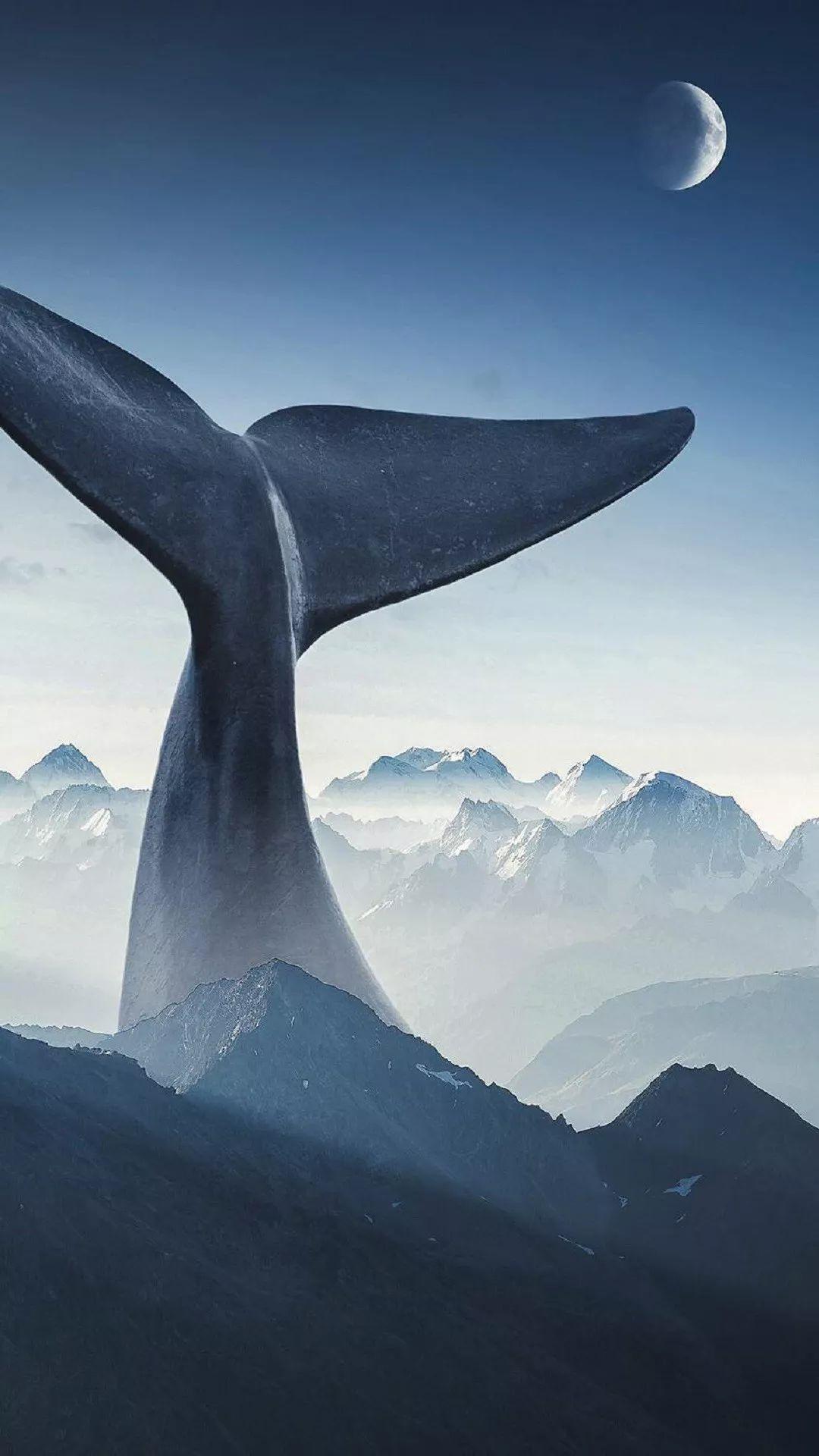 老虎壁纸超清4k手机壁纸iphone,iphone壁纸4k佛像壁纸