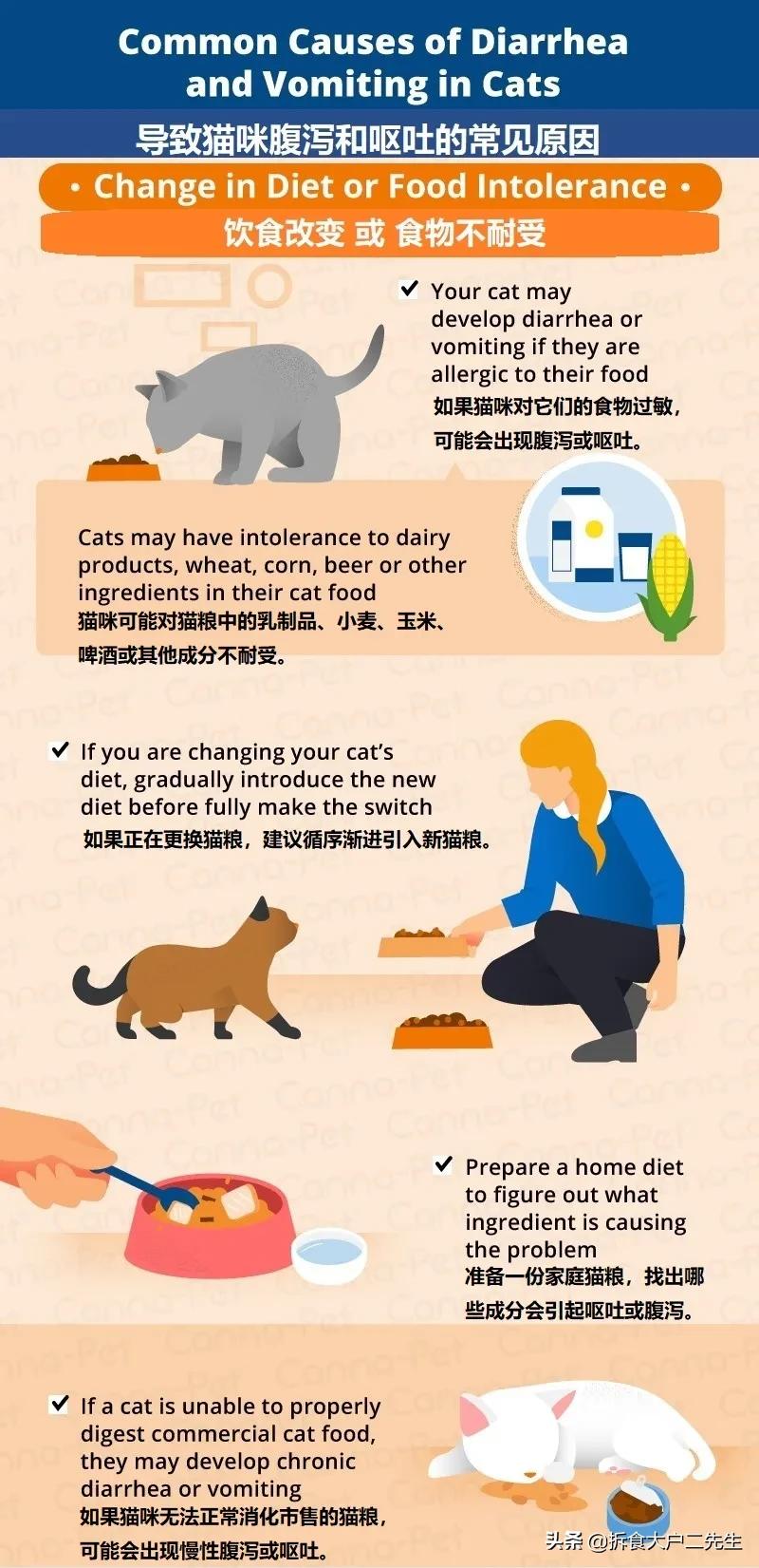 猫咪呕吐没消化的猫粮怎么办,go九种肉猫粮猫什么阶段能吃