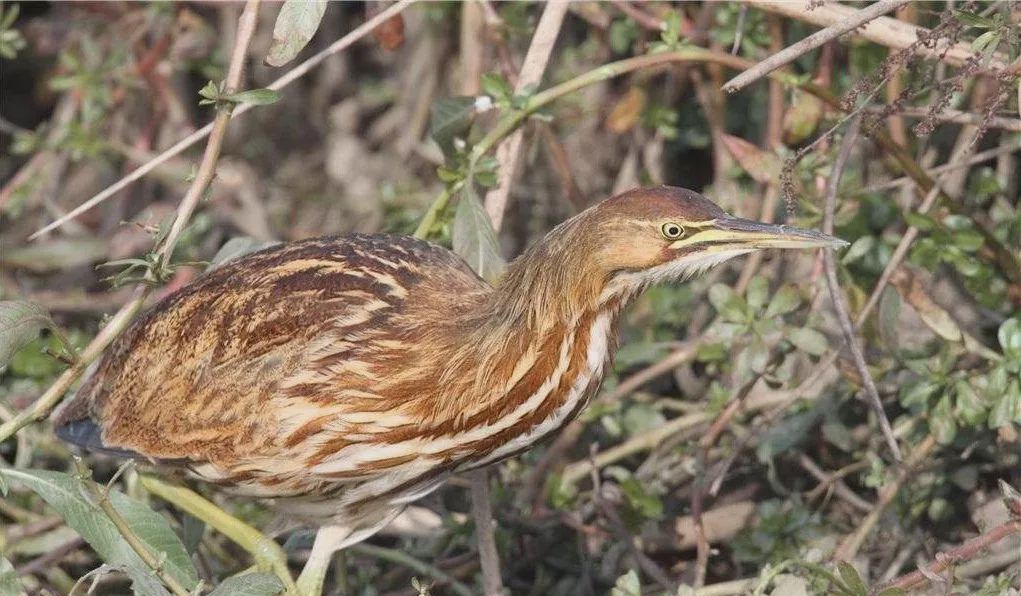 合同鸭养殖亏损怎么办,养殖业合同鸭稳定吗