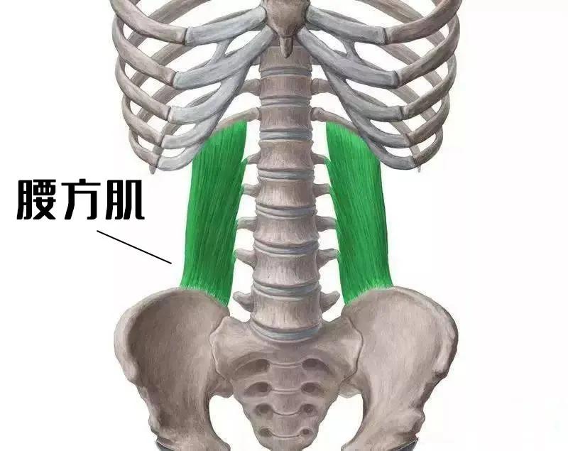 高低肩改善训练,10分钟缓解肩颈酸痛,消除斜方肌高耸