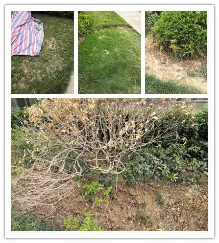 金科城网红,金科城改造