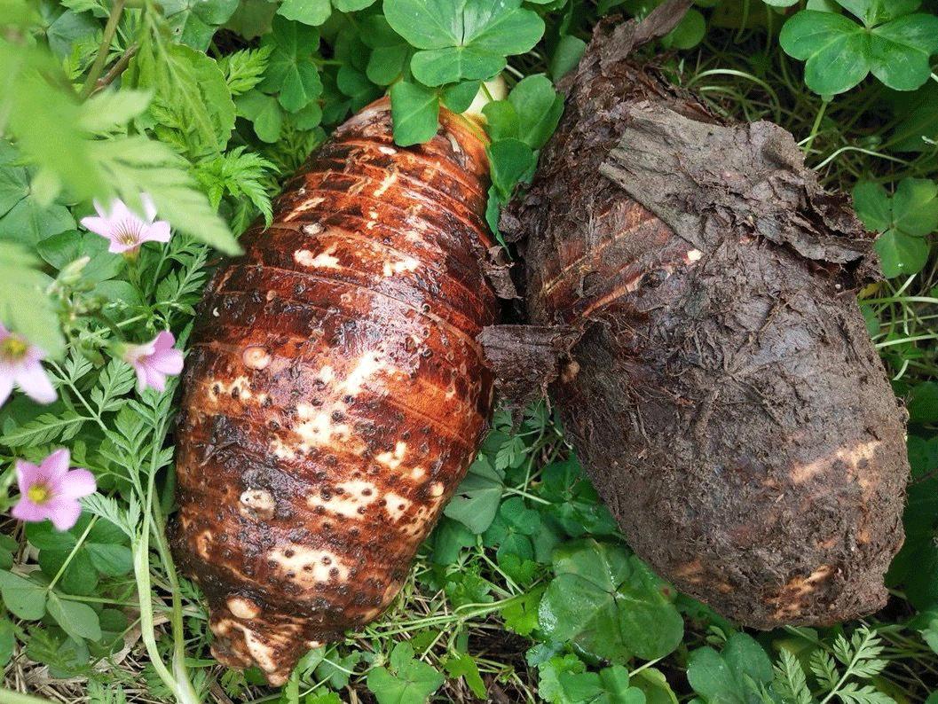 荔浦芋头甜品甜而不腻,家庭简单荔浦芋头的甜品
