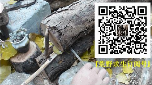 仙人掌在沙漠里是怎么生存下来的,在沙漠怎么才能活下来