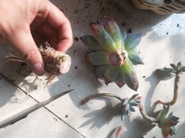 多肉夏季叶子老掉怎么办,多肉夏天老是掉叶子怎么办