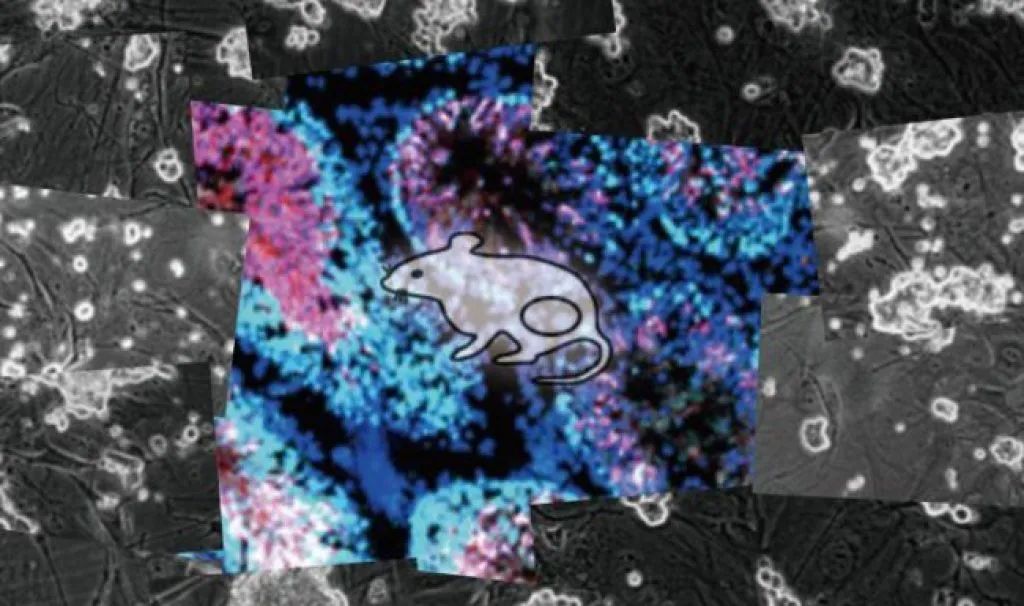 精子质量下降夏天饮食怎么调理,精子质量下降怎么治疗