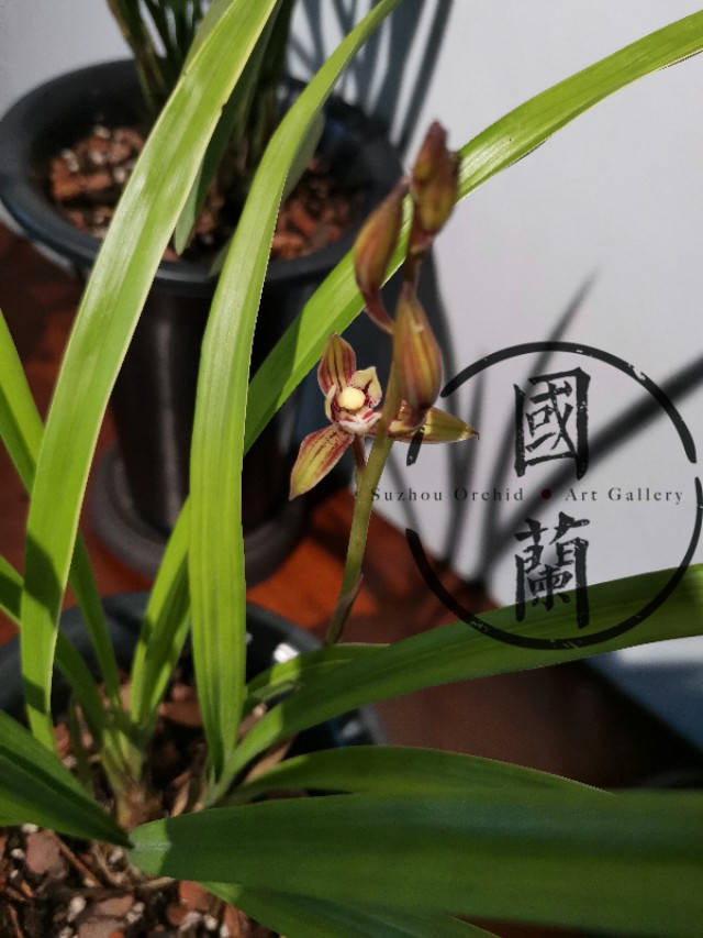 兰花的价格一般多少钱一盆,蝴蝶兰花的价格