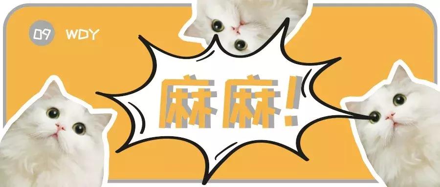 猫咪生产的当天要注意的事项,猫咪生产注意事项