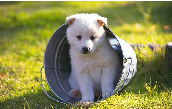 狗狗去学校训练会提高智商吗,狗狗太小对食物没认知怎么训练
