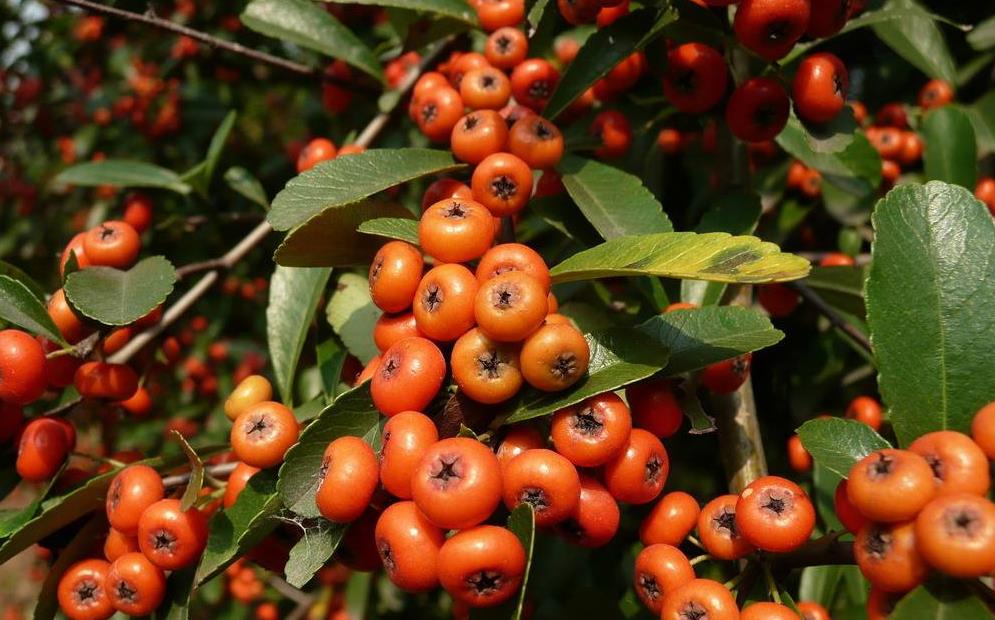 刚挖的火棘种植方法,火棘果实可以种植吗