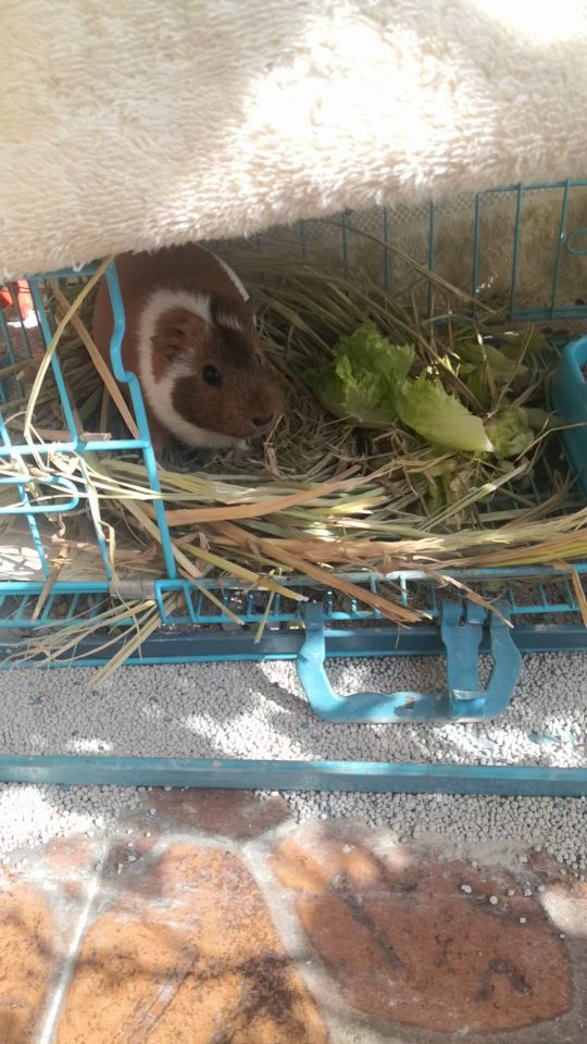 养荷兰猪和宠物兔怎么养比较好,荷兰猪和宠物兔哪个好养活