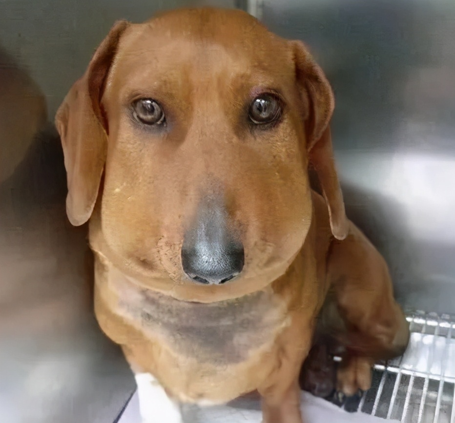 狗狗吃蜜蜂被蜜蜂蛰了怎么办,狗狗被马蜂蛰了流脓怎么办