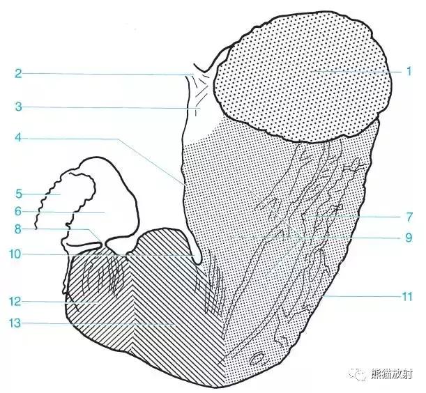 「收藏」11种消化道造影解剖图谱
