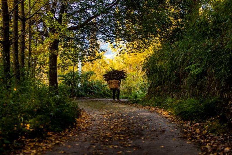黄色警报响,黄色警报响起