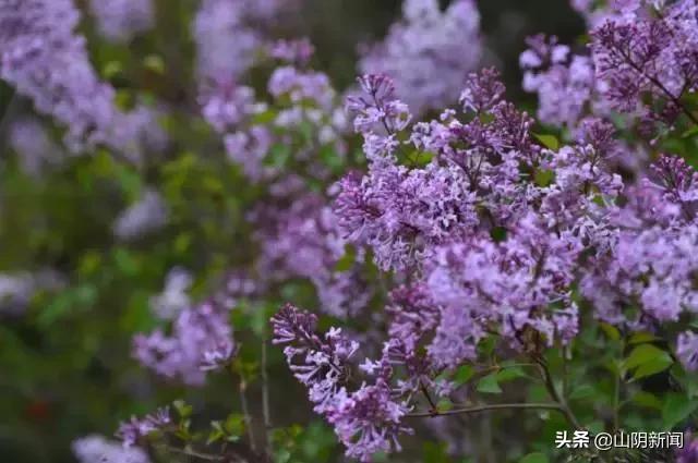 人间四月春暖花开散文,最美人间四月天优美散文