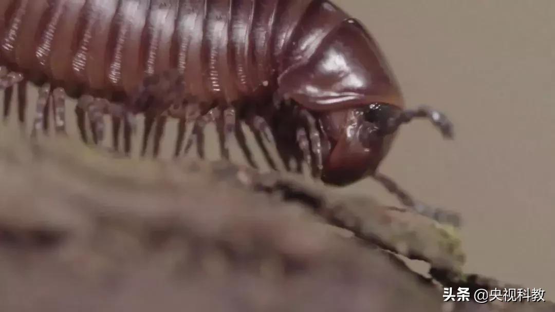 揭秘出没滇南的巨型“红龙”