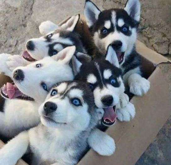 宠物狗品种大全热门宠物排行,常见的小型宠物狗品种及图片大全