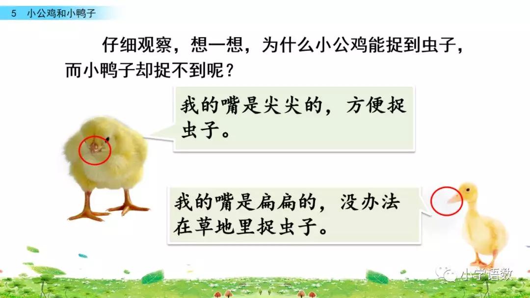 小公鸡和小鸭子一年级下册视频,一年级下语文小公鸡和小鸭子讲解